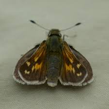 Attēlu rezultāti vaicājumam “Hesperia comma underside”