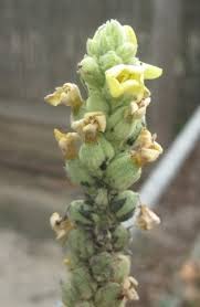 Attēlu rezultāti vaicājumam “Verbascum thapsus bud”