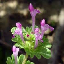 Attēlu rezultāti vaicājumam “Lamium amplexicaule flower”