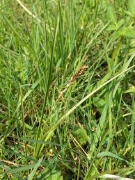 Attēlu rezultāti vaicājumam “Carex disticha”