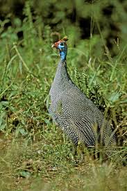 Attēlu rezultāti vaicājumam “Numida meleagris adult”