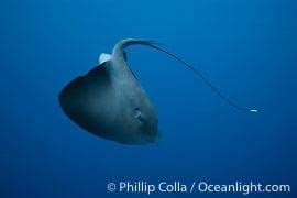 Image result for Pteroplatytrygon violacea