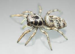 Attēlu rezultāti vaicājumam “Salticus scenicus”