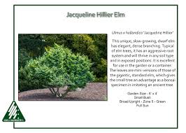 Attēlu rezultāti vaicājumam “Ulmus x hollandica”