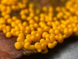 Attēlu rezultāti vaicājumam “Leocarpus fragilis spores”