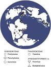 New remains of Priohybodus arambourgi (Hybodontiformes ...