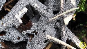 Attēlu rezultāti vaicājumam “Diderma spumarioides”