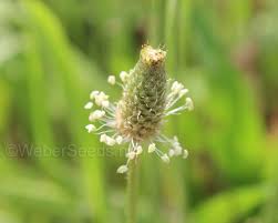 Attēlu rezultāti vaicājumam “Plantago lanceolata bud”