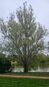 Attēlu rezultāti vaicājumam “Populus alba”