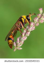 Attēlu rezultāti vaicājumam “Vespidae”