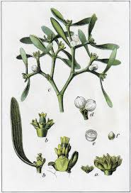 Attēlu rezultāti vaicājumam “Viscum album”