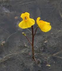 Attēlu rezultāti vaicājumam “Utricularia vulgaris”