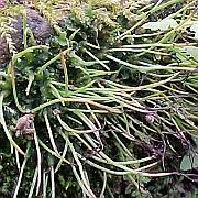 Attēlu rezultāti vaicājumam “Anthocerotopsida”