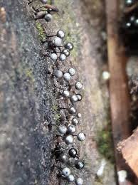 Attēlu rezultāti vaicājumam “Collaria arcyrionema”