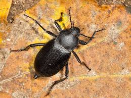 Attēlu rezultāti vaicājumam “Blaps mortisaga”