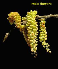 Attēlu rezultāti vaicājumam “Populus x petrowskyana flower”