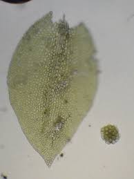 Attēlu rezultāti vaicājumam “Tetraphis pellucida sporophyte”