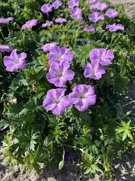 Attēlu rezultāti vaicājumam “Geranium sanguineum”