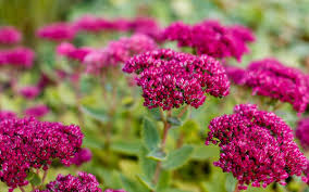 Attēlu rezultāti vaicājumam “Hylotelephium telephium flower”