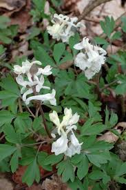 Attēlu rezultāti vaicājumam “Corydalis cava flower”