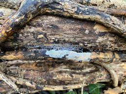 Attēlu rezultāti vaicājumam “Comatricha laxa spores”