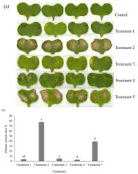 Attēlu rezultāti vaicājumam “Lycogala irregulare macro”