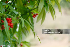Attēlu rezultāti vaicājumam “Daphne mezereum fruit”
