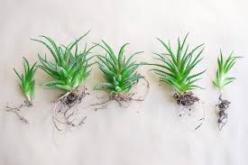 Image result for Haworthia