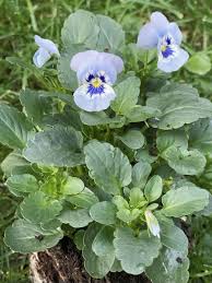 Image result for Hornveilchen