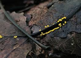 Attēlu rezultāti vaicājumam “Diachea subsessilis”