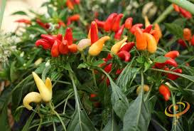 Afbeeldingsresultaat voor numex chimayo hot pepper