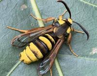 Attēlu rezultāti vaicājumam “Sesia apiformis”