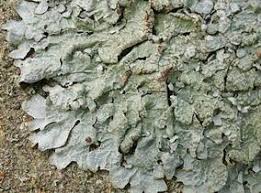 Attēlu rezultāti vaicājumam “Parmelia serrana”