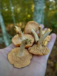 Attēlu rezultāti vaicājumam “Lentinellus ursinus”