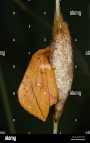 Attēlu rezultāti vaicājumam “Euthrix potatoria cocoon”
