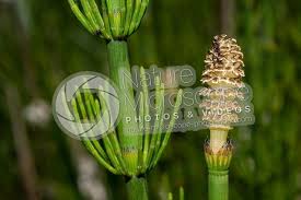 Attēlu rezultāti vaicājumam “Equisetum fluviatile”
