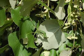 Attēlu rezultāti vaicājumam “Tilia”