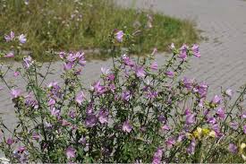 Image result for Malva alcea