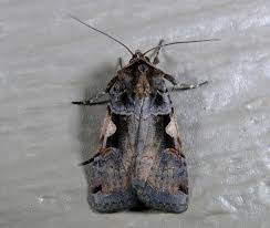 Attēlu rezultāti vaicājumam “Xestia c-nigrum”