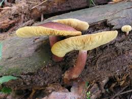 Attēlu rezultāti vaicājumam “Tricholomopsis rutilans”