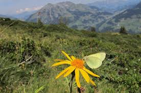Attēlu rezultāti vaicājumam “Colias palaeno male”