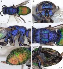 Attēlu rezultāti vaicājumam “Chrysididae”