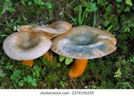 Attēlu rezultāti vaicājumam “Lactarius deterrimus”