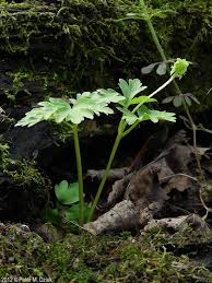 Attēlu rezultāti vaicājumam “Adoxa moschatellina”