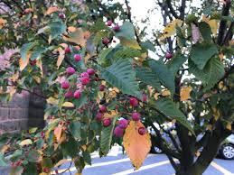 Attēlu rezultāti vaicājumam “Sorbus alnifolia fruit”