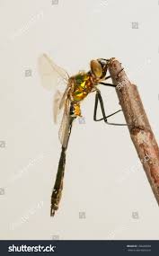 Attēlu rezultāti vaicājumam “Cordulia aenea”