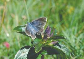 Attēlu rezultāti vaicājumam “Maculinea alcon female”