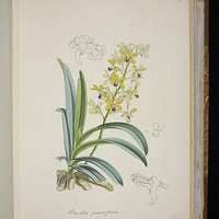 Attēlu rezultāti vaicājumam “Frullania fragilifolia”