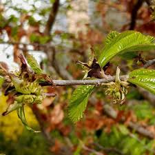 Attēlu rezultāti vaicājumam “Carpinus”