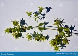 Attēlu rezultāti vaicājumam “Silene baccifera leaf”